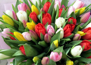 Тюльпаны к 8 Марта: как провести выгонку правильно и получить цветы ранней весной