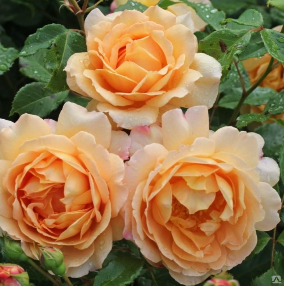 Зоненвельт Sonnenwelt роза