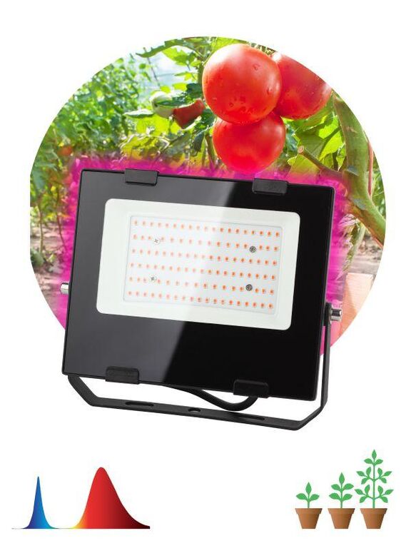 Прожектор светодиодный для растений FITO-50W-RB-LED 50Вт IP65 для цветения и плодоношения красно-синего спектра ЭРА Б004