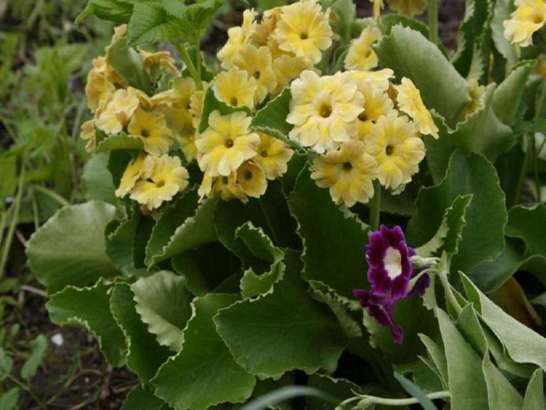 Примула ушковая микс в светлых тонах (Primula auricula mix) 1л 4