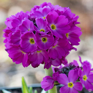 Примула мелкозубчатая Королла Дип Роуз (Primula denticulata Corolla Deep Rose) 2л #1