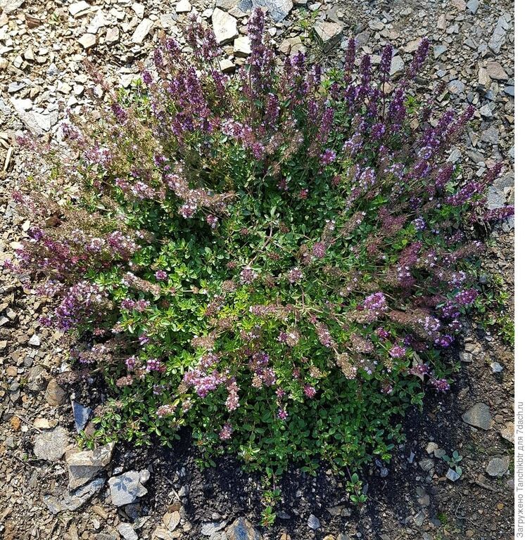 Тимьян ползучий Пёрпл (Thymus serpyllum Purple ) p9-1л