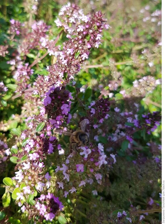 Thymus serpyllum l тимьян ползучий