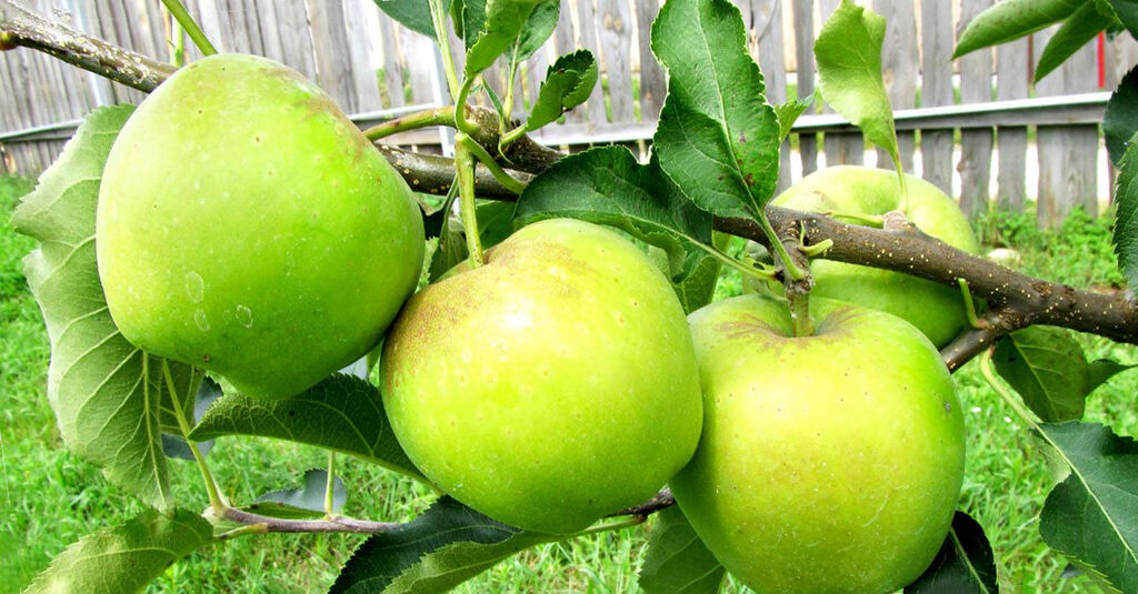 Зимостойкая яблоня Подарок садоводам: описание, фото, отзывы